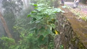 Trem do ramal Guapimirim descarrila novamente
