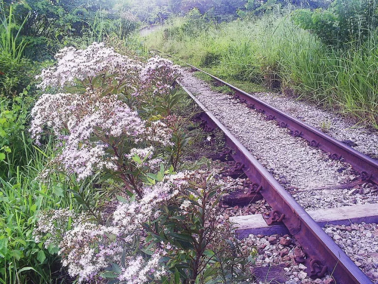 As ferrovias e a natureza