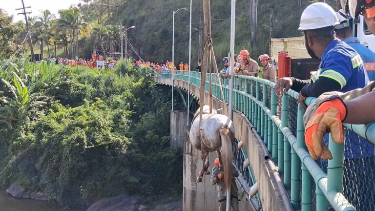 Resgate de cavalos em ferrovia dura 4 horas