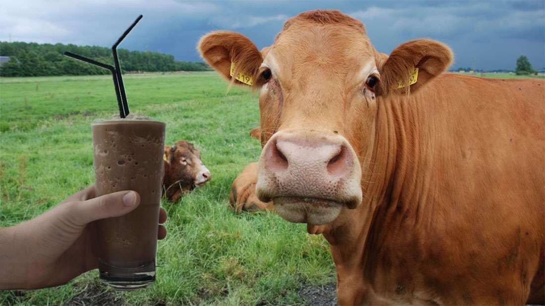 Vaca marrom em gramado O conteúdo gerado por IA pode estar incorreto.