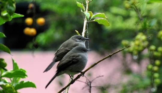 Pássaro pousado em um galho Descrição gerada automaticamente